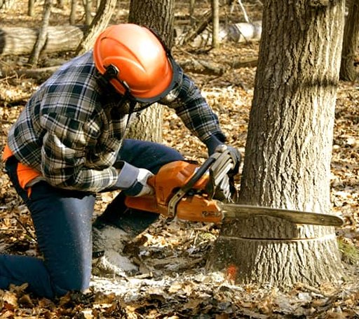 Tree Removal in Cheriton, VA